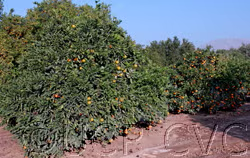 Dobashi Beni Satsuma Mandarin Budwood citrus plant material online shopping