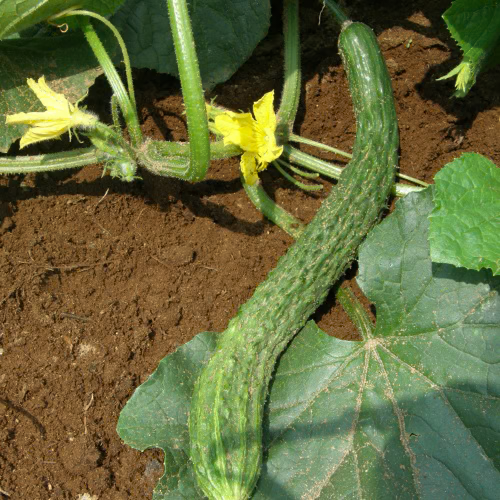 Suyo Long Organic Cucumber Seeds online shopping