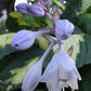 Enterprise Hosta Plants online shopping