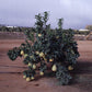Mato Buntan Pummelo Budwood citrus plant material online shopping