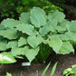 Tripple Ripple Hosta Plants online shopping