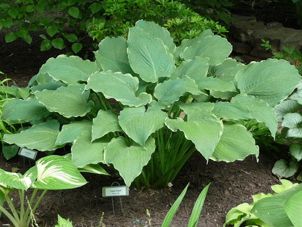 Tripple Ripple Hosta Plants online shopping