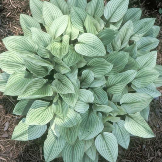 Zebra Stripes Hosta Plants online shopping