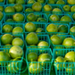 Bearss Lime Budwood citrus plant material online shopping