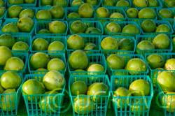 Bearss Lime Budwood citrus plant material online shopping