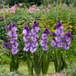 Mojito Gladiolus Corms Plants online shopping