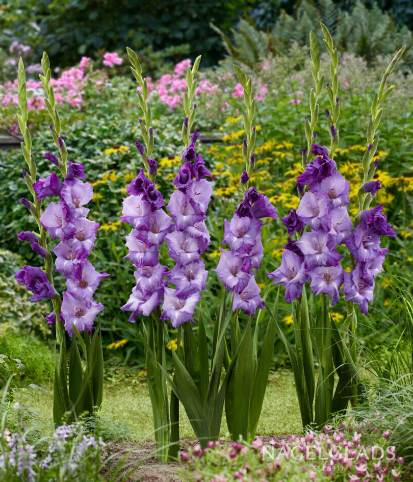 Mojito Gladiolus Corms Plants online shopping