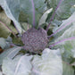 Purple Magic F1 Broccoli