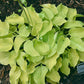 Cheatin Heart Hosta Plants online shopping