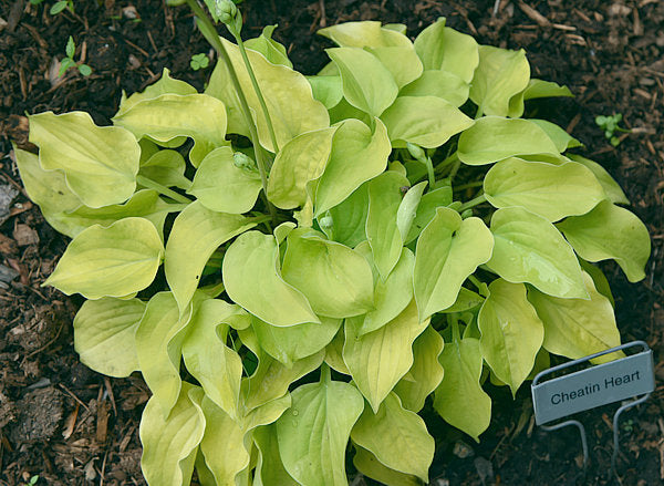 Cheatin Heart Hosta Plants online shopping