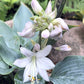 Indigo Hosta Plants online shopping