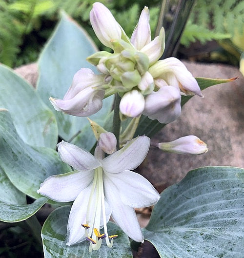 Indigo Hosta Plants online shopping