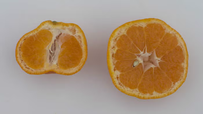 Miyagawa Satsuma Mandarin Budwood citrus plant material online shopping