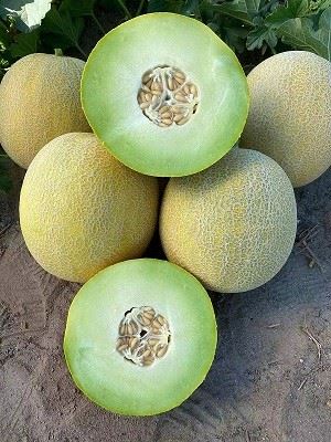 Diplomat F1 Melon