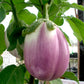 Rosa Bianca Aubergine