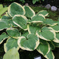 Mint Julep Hosta Plants online shopping