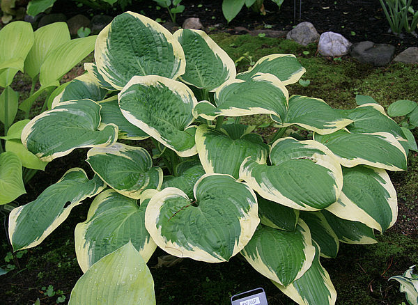 Mint Julep Hosta Plants online shopping