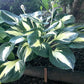 Pathfinder Hosta Plants online shopping