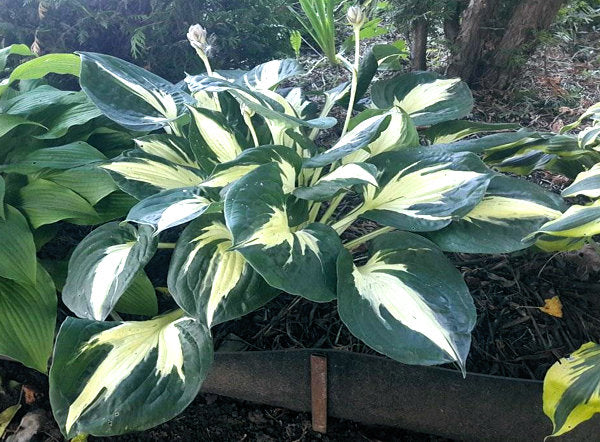 Pathfinder Hosta Plants online shopping