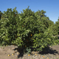 Maltaise Demi Sanguine Blood Orange Budwood citrus plant material online shopping