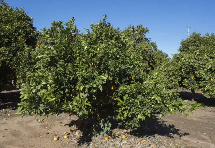 Maltaise Demi Sanguine Blood Orange Budwood citrus plant material online shopping