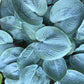 Blue Vision Hosta Plants online shopping