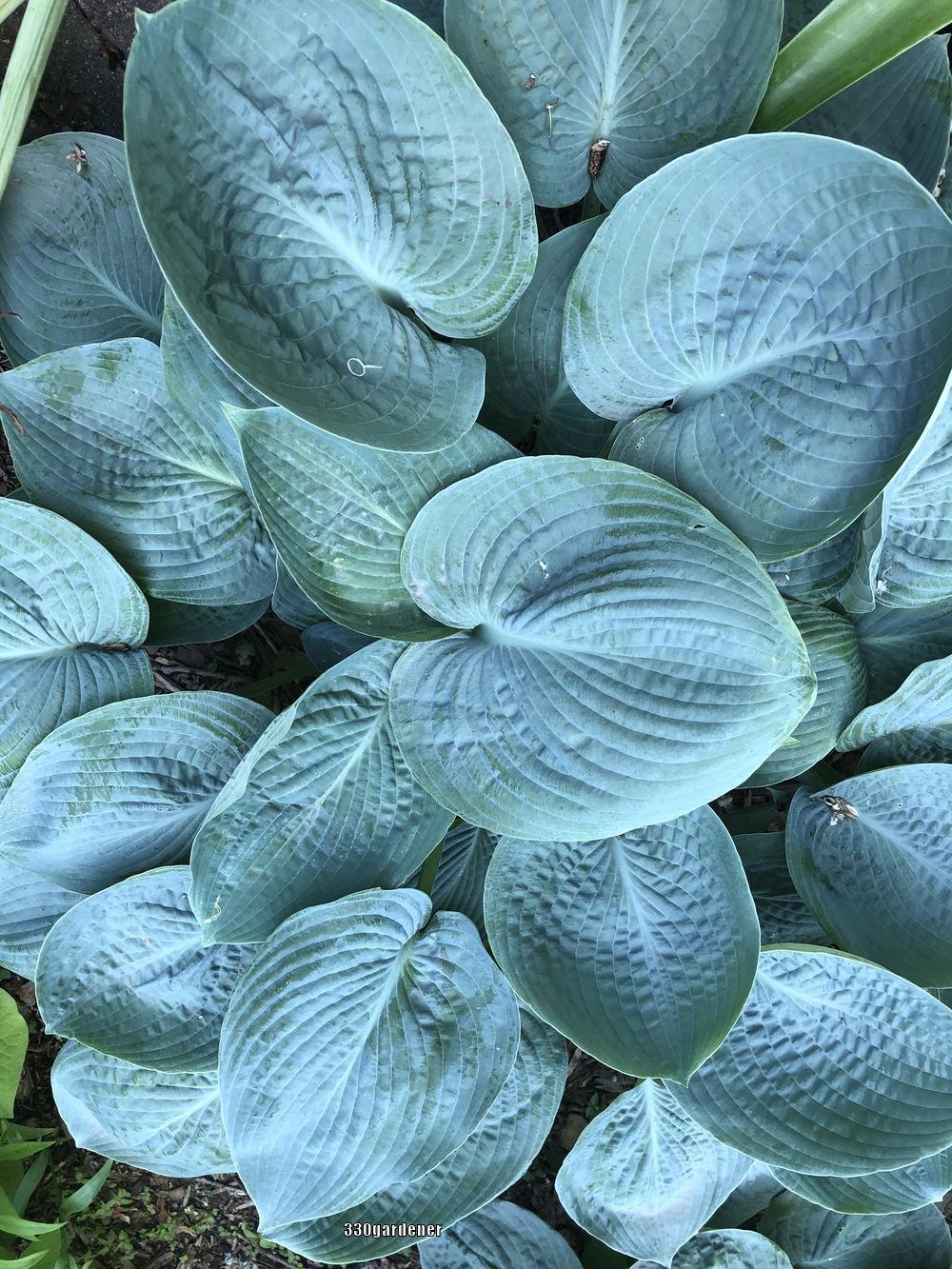 Blue Vision Hosta Plants online shopping
