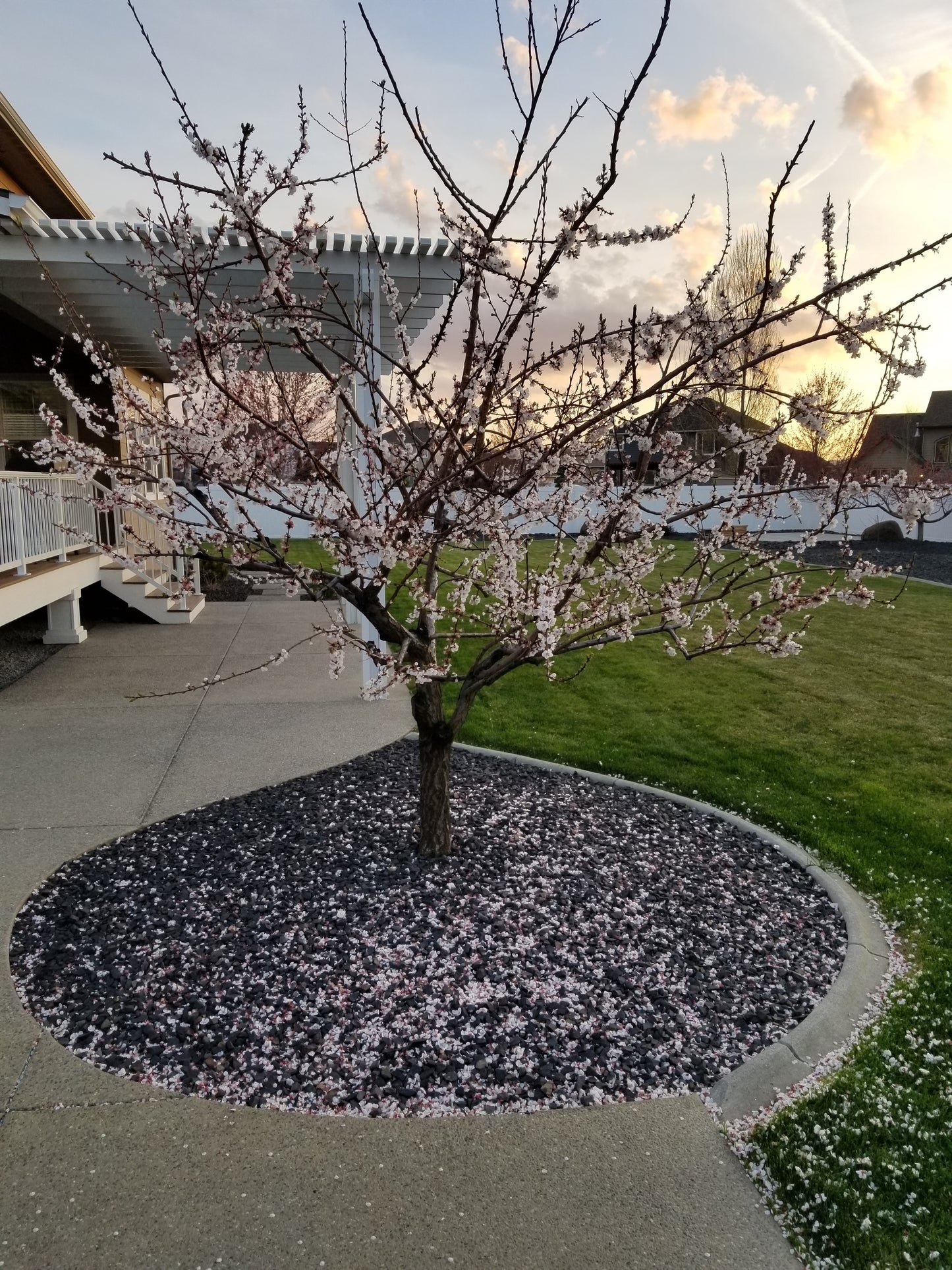 Sugar Pearls Apricot