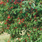 Montmorency Heirloom Sour Cherry