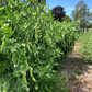 SS 141 Organic Pea