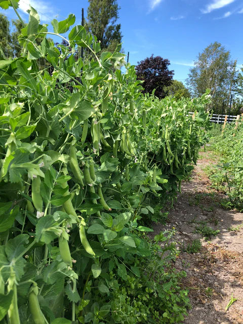 SS 141 Organic Pea