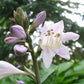 Second Wind Hosta Plants online shopping