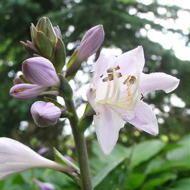 Second Wind Hosta Plants online shopping