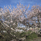 Capilano Sweet Freestone Apricot Self Fertile Hardy Tree in Bloom