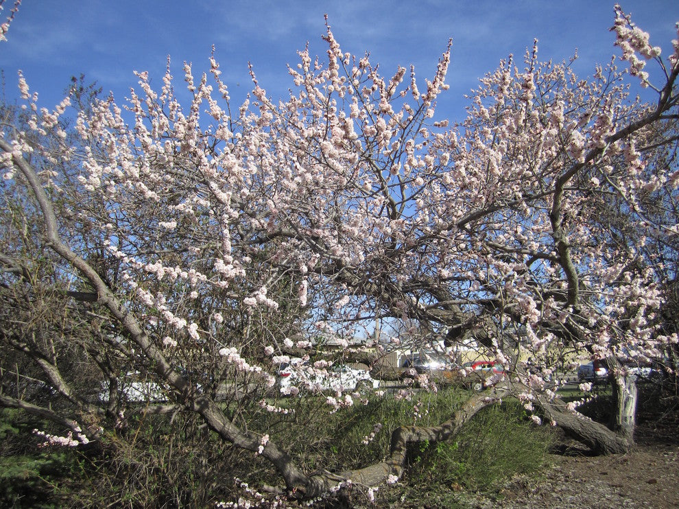 Capilano Sweet Freestone Apricot Self Fertile Hardy Tree in Bloom