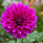 Purplicious Dahlia