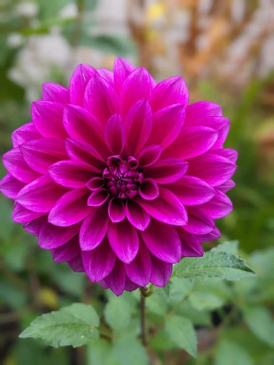 Purplicious Dahlia