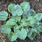 Ripped Hosta Plants online shopping