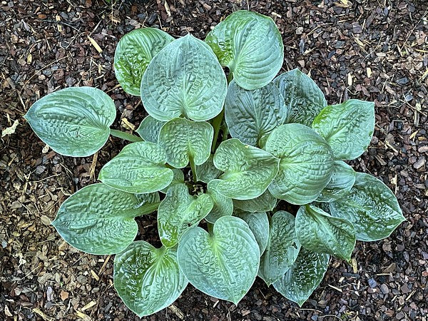 Ripped Hosta Plants online shopping