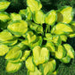 Heart And Soul Hosta Plants online shopping