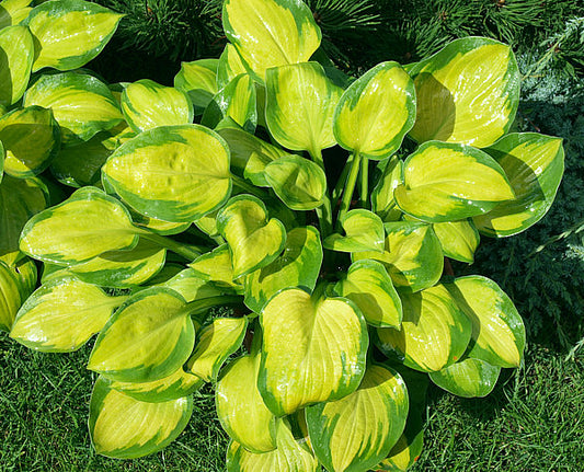 Heart And Soul Hosta Plants online shopping