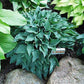 Slim And Trim Hosta Plants online shopping
