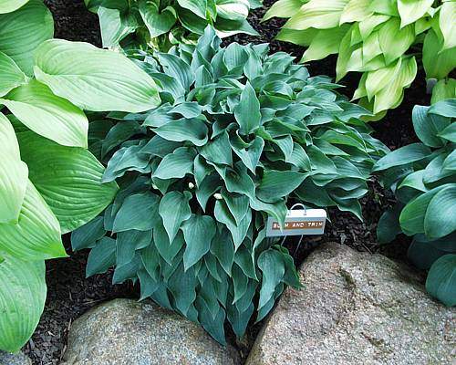 Slim And Trim Hosta Plants online shopping