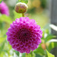 Ted’s Choice Dahlia