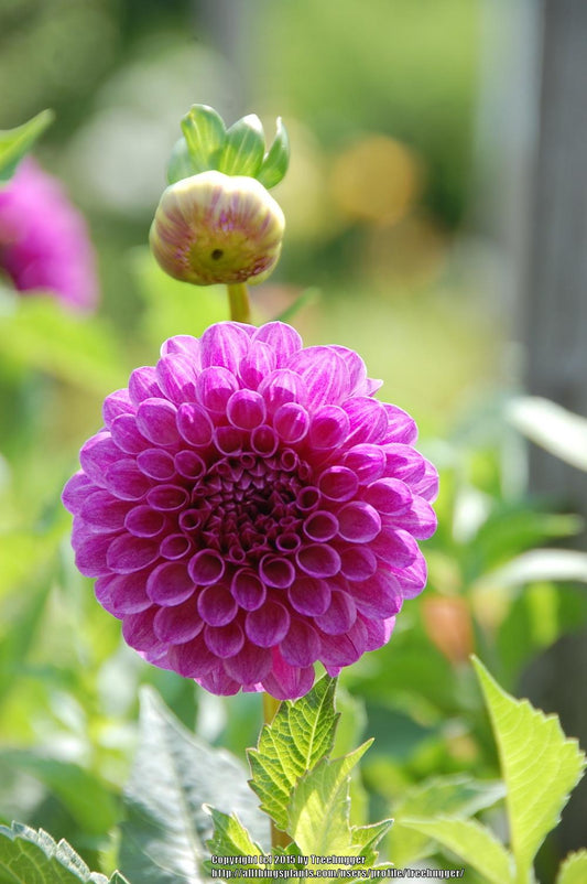 Ted’s Choice Dahlia