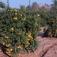 Iveriya Satsuma Mandarin Budwood citrus plant material online shopping