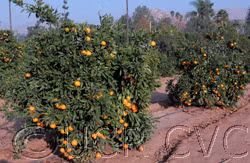 Iveriya Satsuma Mandarin Budwood citrus plant material online shopping