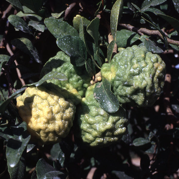 Citrus Hystrix Kaffir Lime Papeda Budwood citrus plant material online shopping