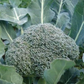 Di Cicco Organic Broccoli