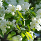 Snow Sweet® Apple Tree in Bloom